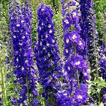 Дельфініум King Arthur (Король Артур), контейнер