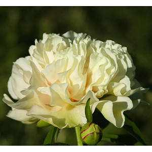 Трав'янисті півонії