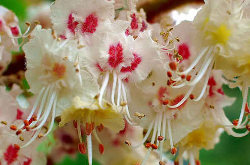 Каштан конский цветки - фото 3 - id-p45415344