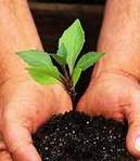 Субстрати для розсади