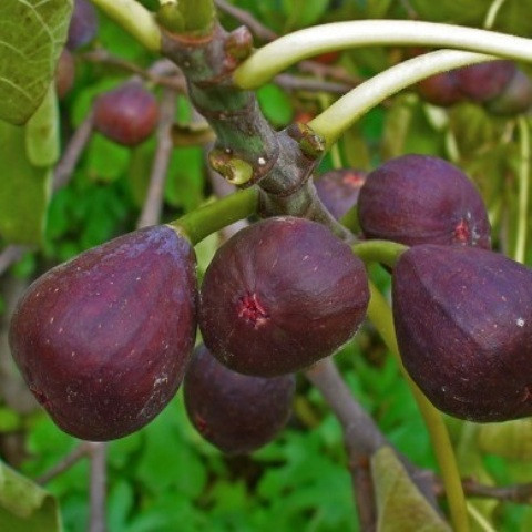 Інжир Київський великоплідний (дворічний)