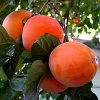 Хурма Нікітська бордова