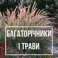 Багаторічники, трави