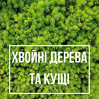 Хвойні дерева та кущі