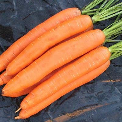 Насіння моркви Берлікумер 100г ІНКР.