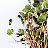 ГРЕЧКА Мікрозелень, зерно насіння гречки органічне для пророщування 150 г, фото 6
