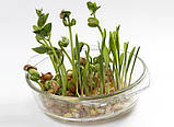 ГОРОХ, насіння боби гороху органічного для вживання в їжу та для пророщування 450 грамів, фото 4
