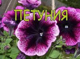 Квіти Петунія.Дражированная.