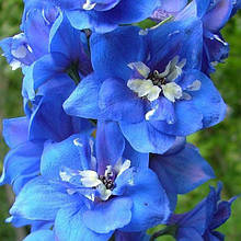 Дельфініум Blue Bird (Блу Бьорд), контейнер