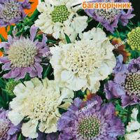 Насіння Скабіози багаторічною