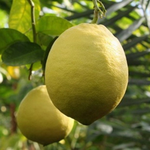 Лимон Новаринський