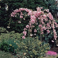 Сакура плакуча Кіку шидаре