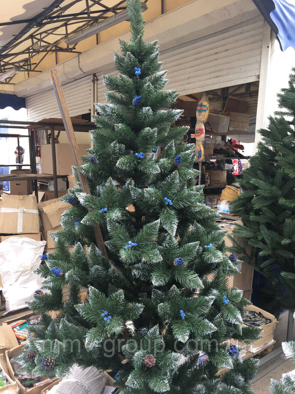 ЕЛЬ Елітна 2 м із шишками Кармен, фото 1