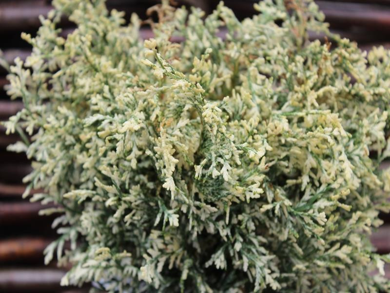 Кипарисовик Лавсона Pearly Swirls 3 річний, Кипарисовик Лавсона Перли Свирлс, Chamaecyparis lawsoniana Pearly