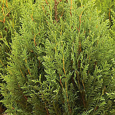 Туя складчаста Little Boy 3 річна, Туя складчаста Літл Бій, Thuja plicata Little Boy, фото 3