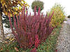 Барбарис Тунберга Red Pillar 3 річний, Барбарис Тунберга Ред Піллар, Berberis thunbergii Red Pillar, фото 8