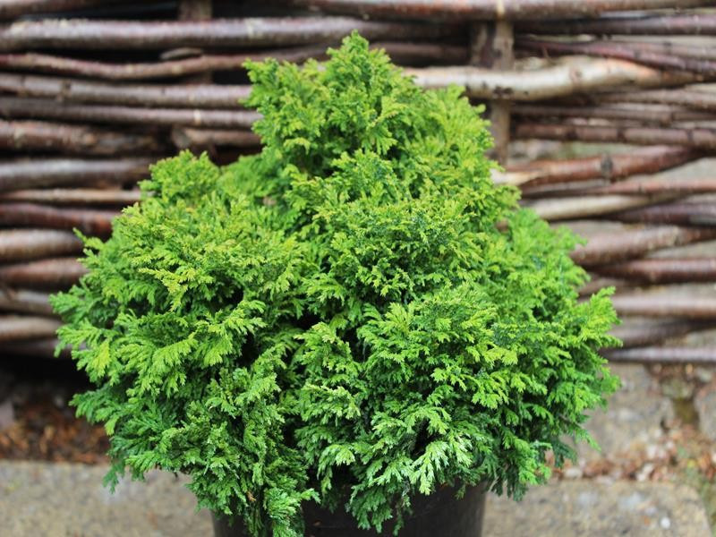 Кипарисовик горохоплідний Nana 2 річний, Кипарисовик горохоплодный Нана, Сhamaecyparis pisifera nana