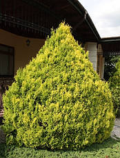 Кипарисовик горохоплідний Plumosa Aurea 3річний, Кипарисовик горохоплодный Плюмоза Ауреа Сhamaecyparis pisifer, фото 3