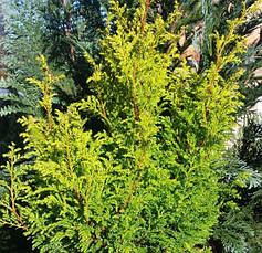 Кипарисовик горохоплідний Plumosa Aurea 3річний, Кипарисовик горохоплодный Плюмоза Ауреа Сhamaecyparis pisifer, фото 5
