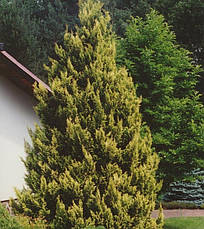 Кипарисовик горохоплідний Plumosa Aurea 3річний, Кипарисовик горохоплодный Плюмоза Ауреа Сhamaecyparis pisifer, фото 4