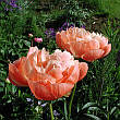 Півонія Coral Charm (Корал Чарм) кореневище, фото 8