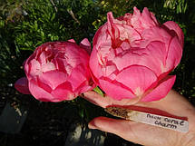 Півонія Coral Charm (Корал Чарм) кореневище, фото 4