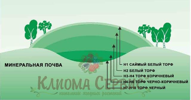Торф Rėkyva. Види торфу залежно від залягання пластів Rėkyva торф Rėkyva