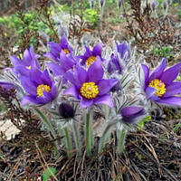 Сон-трава (просттрел) звичайний