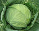 Насіння капусти Міррор F1/Mirror F1 2500 насіння Syngenta, фото 2