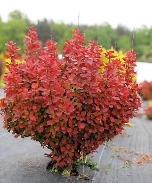 Барбарис Тунберга Orange Tower 2 річний, Барбарис Тунберга Оранж Тауер, Berberis thunbergii Orange Tower