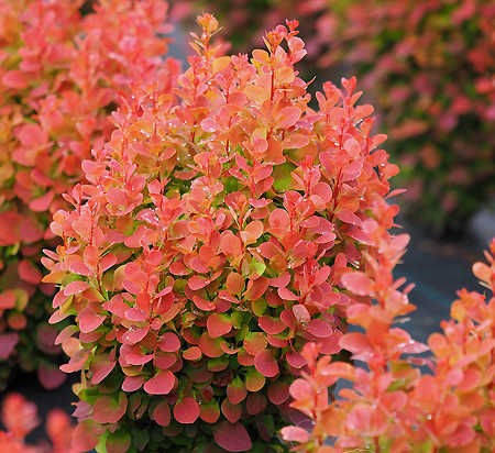 Барбарис Тунберга Florence 3 річний, Барбарис Тунберга Флоренс, Berberis thunbergii Florence, фото 1