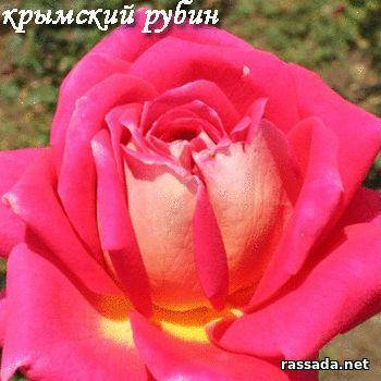 Троянда чайно-гібридна Кримський Рубін