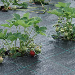 Агроткань Agrocover 1,65*100м 100 гр.м2