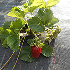 Агротканина 1,6*100м 70 гр/м2 PP, чорна UV,  AT7016100, фото 7