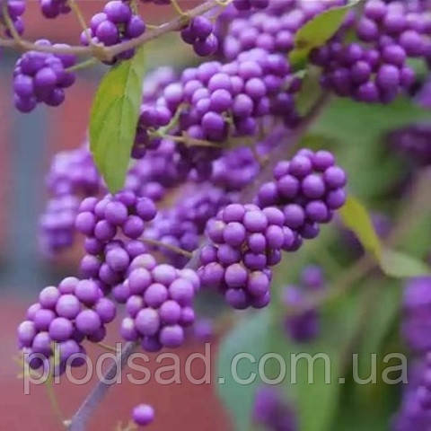 Красивоплідник