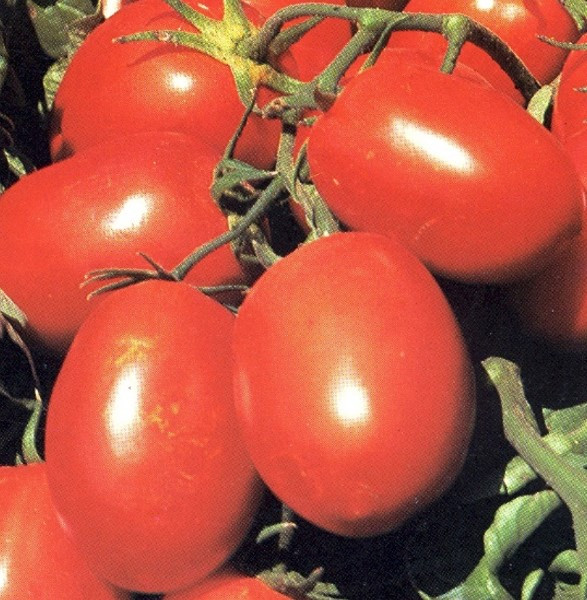 Ріо Гранде томат 500 г United Genetics, фото 1