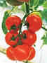 Кристал F1 томат індет 100нас CLAUSE, фото 2