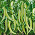 ES 8716 F1 перець гіркий 100 нас., Ergon seeds, фото 3