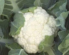 Опал F1 капуста цвітна 1 000 нас, Rijk Zwaan