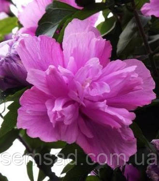 Гібіскус сирійський Арденс \ Hibiscus syriacus 'Ardens' ( саджанці 2 роки)