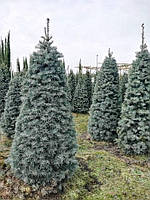 Пихта одноцветная Abies concolor C110L 200-250 см