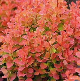 Барбарис Тунберга Florence 2 річний, Барбарис Тунберга Флоренс, Berberis thunbergii Florence, фото 3