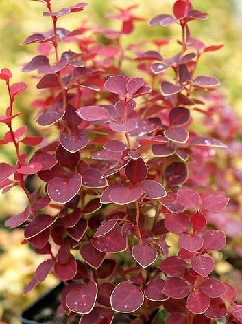 Барбарис Тунберга Chiquita 3 річний, Барбарис Тунберга Чікіта, Berberis thunbergii Chiquita, фото 1