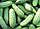 Насіння огірка Кущовий 0,5 кг, Агролиния, фото 2