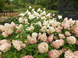 Гортензія морозостійка Phantom 2 річна, Гортензія метельчата Фантом, Hydrangea paniculata Phantom, фото 3