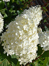 Гортензія морозостійка Phantom 2 річна, Гортензія метельчата Фантом, Hydrangea paniculata Phantom, фото 6