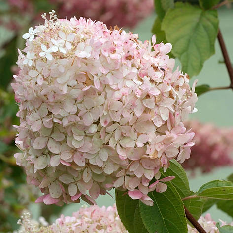 Гортензія морозостійка Phantom 2 річна, Гортензія метельчата Фантом, Hydrangea paniculata Phantom, фото 1