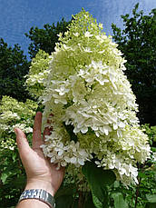 Гортензія морозостійка Phantom 2 річна, Гортензія метельчата Фантом, Hydrangea paniculata Phantom, фото 5