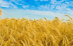 Агрофірма продає пшеницю, жито