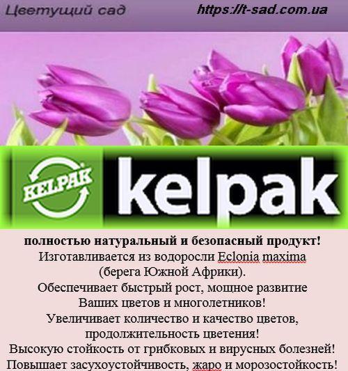 Келпак органічний стимулятор росту рослин 100 мл
